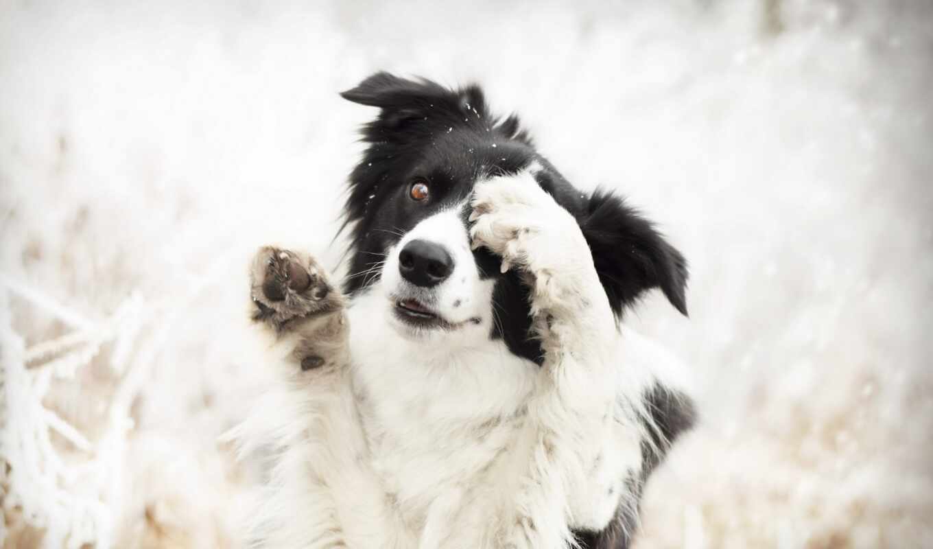 black, white, winter, группа, собака, animal, border, rare, колли, чау