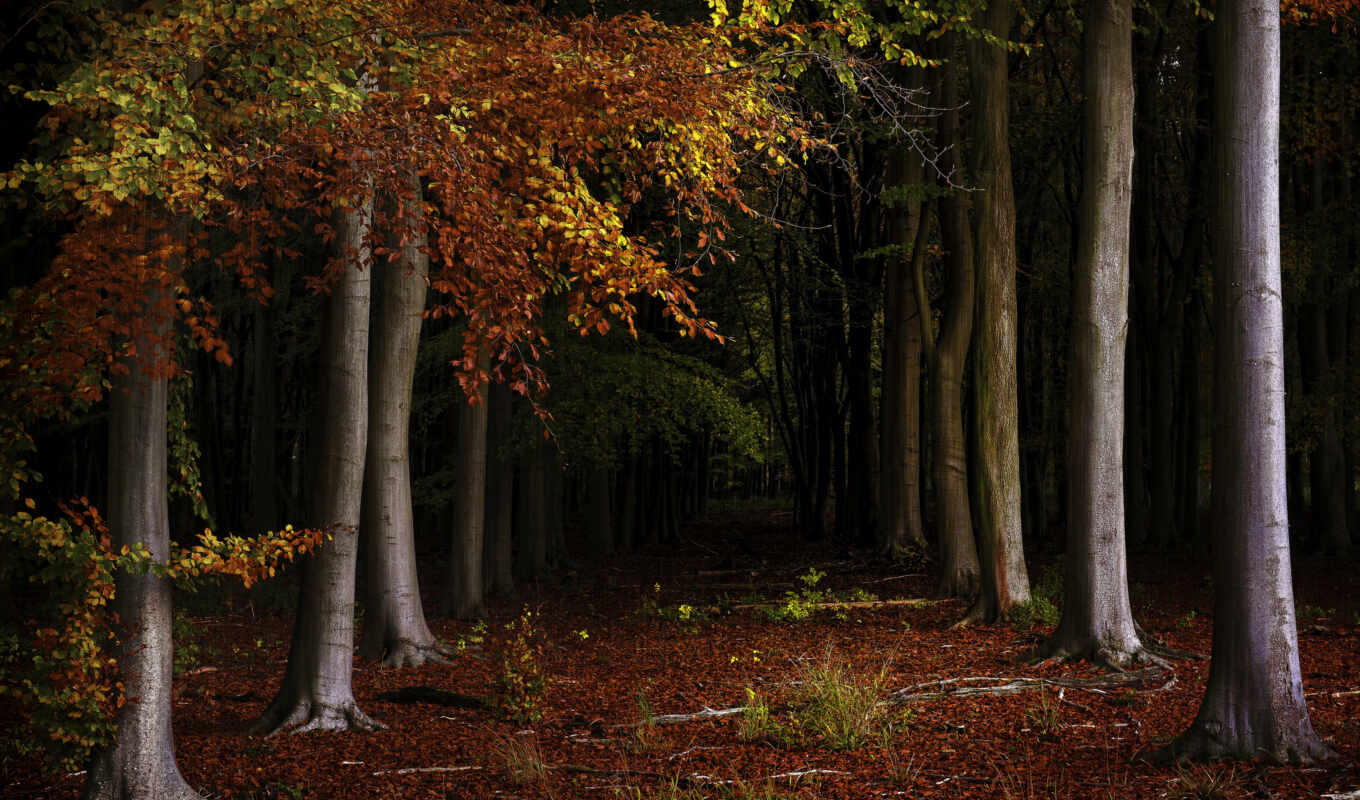 background, forest, abyss, autumn