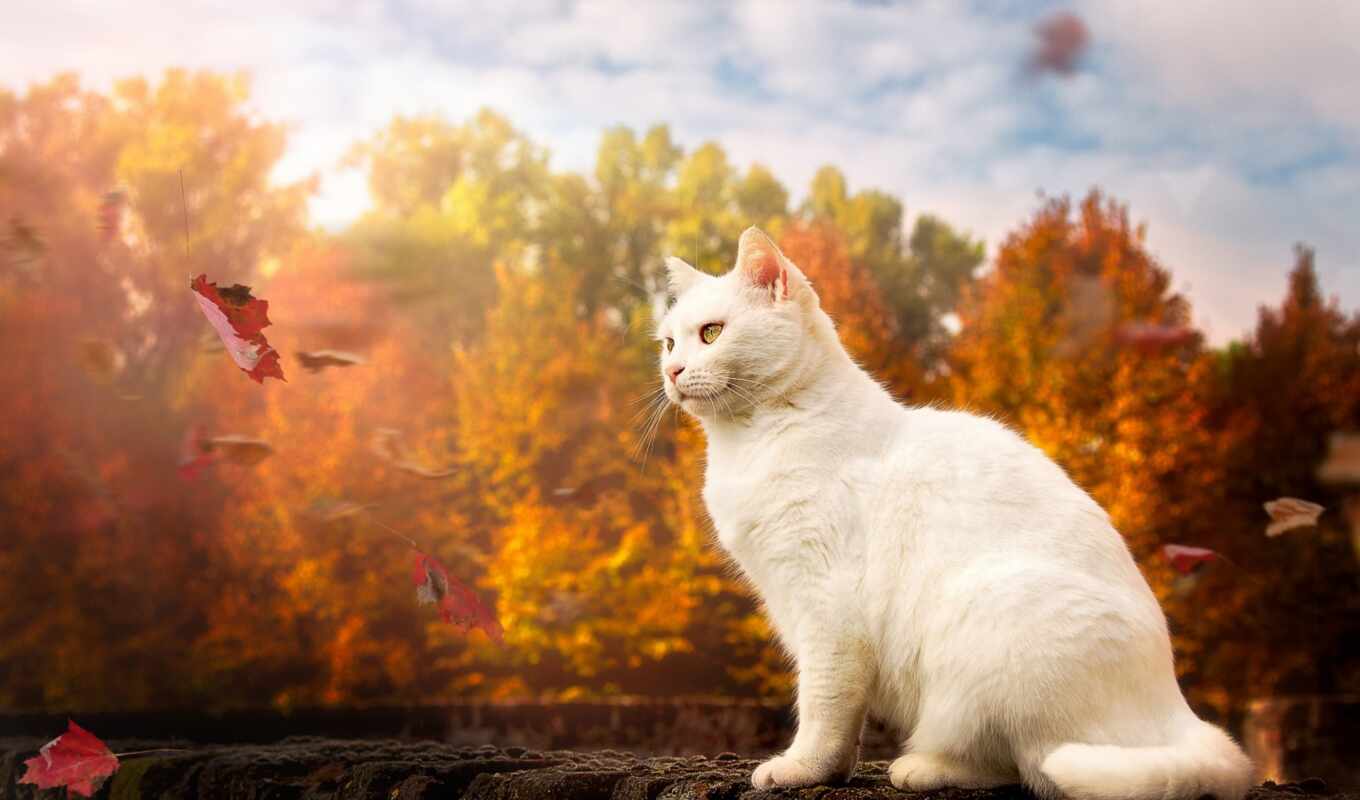 кот, осень, листва, animal, tapety, pulpit, biały