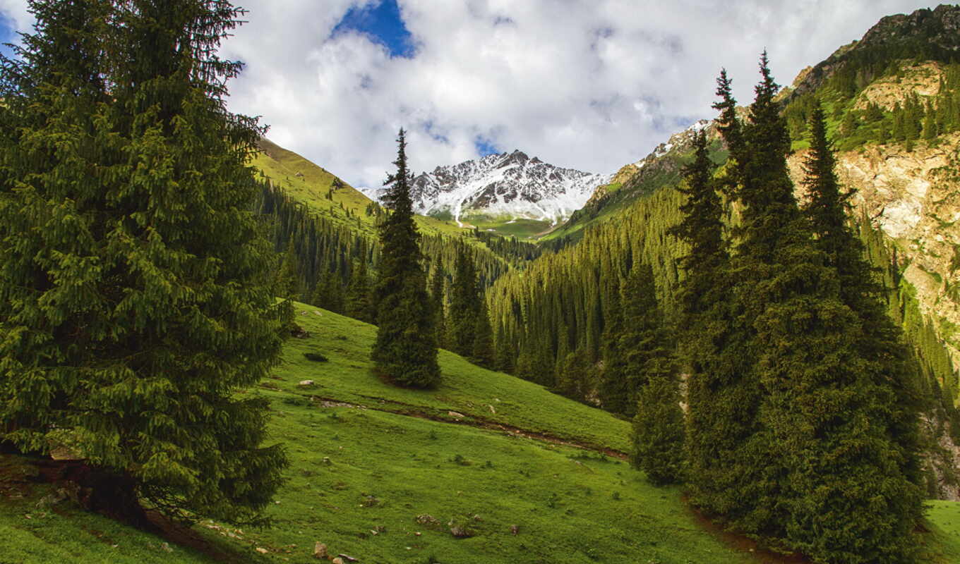 nature, landscape, gorge, fir, mountains, arashana, altin, kyrgyz