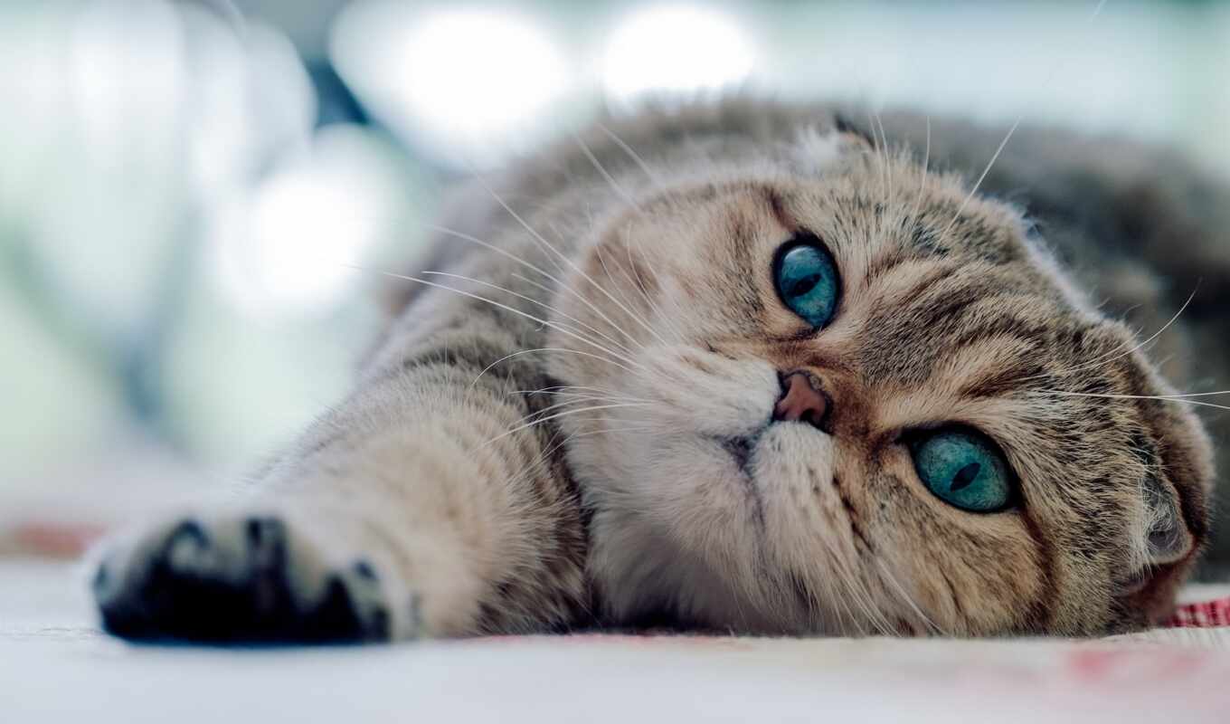blue, глаз, серый, кот, cute, порода, scottish, фолд, вислоухий