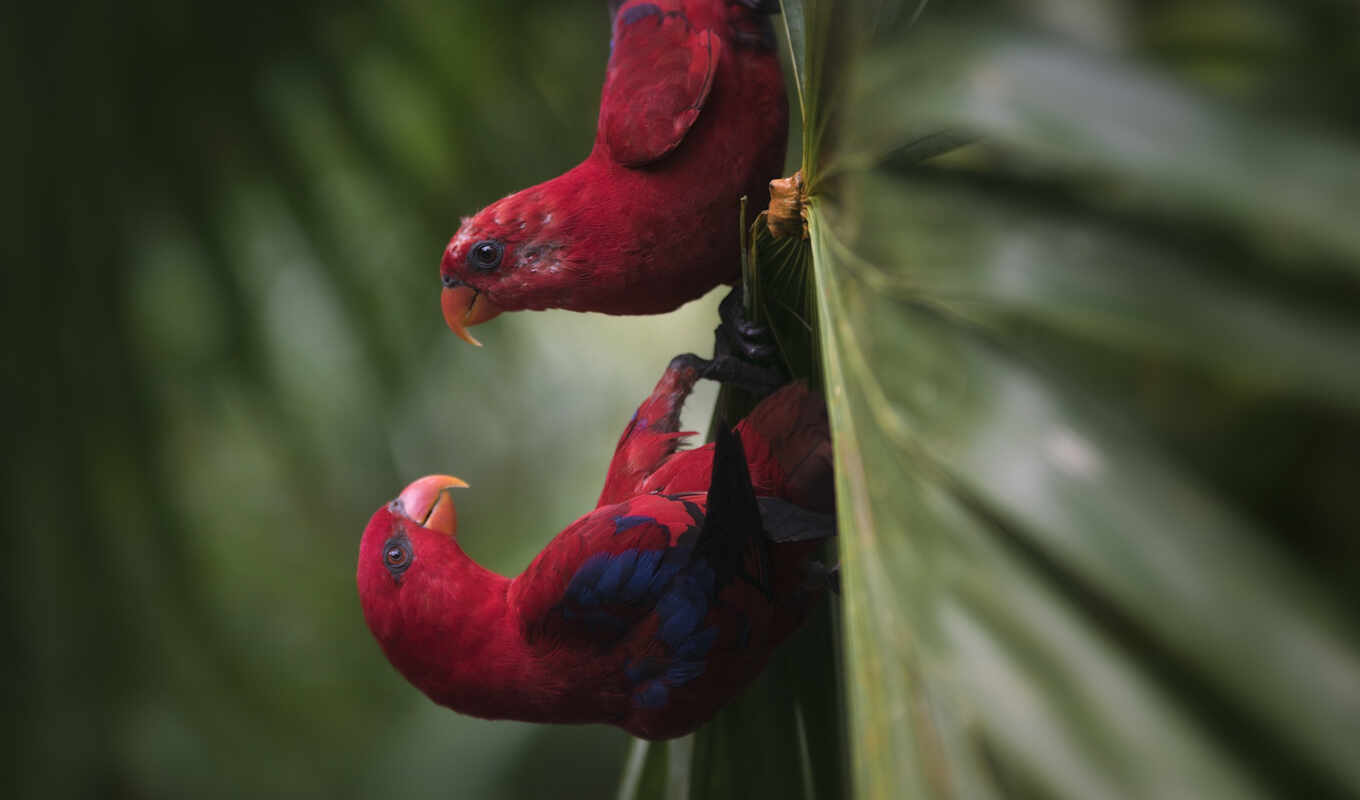 nature, colorful, red, field, subject matter, bird, a parrot, animal, leaf, a feather, depth