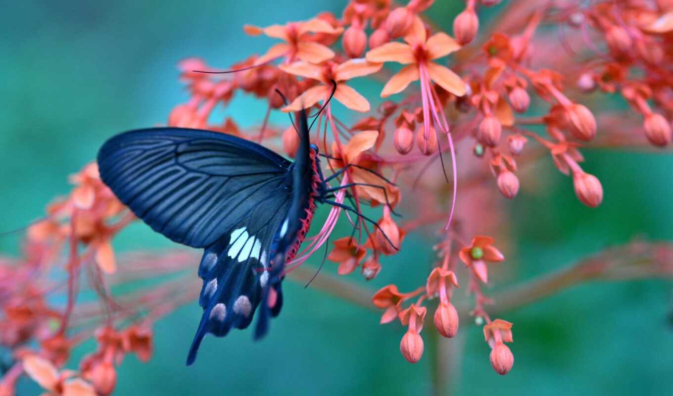 flowers, butterfly