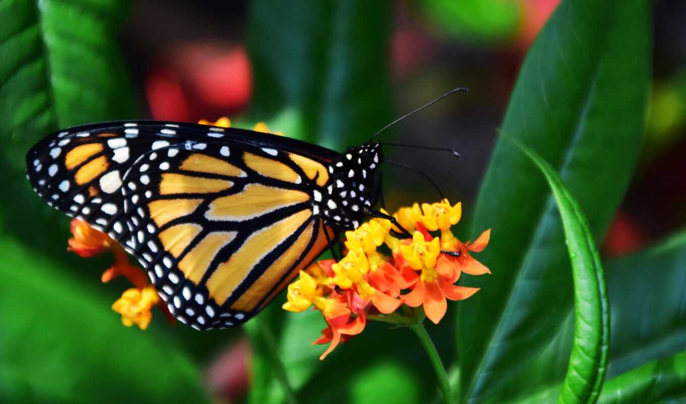 butterfly, monarch