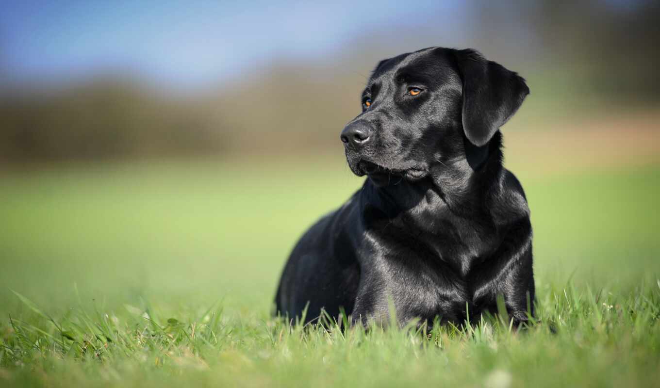 black, picture, dog, to find, Labrador, retriever, thous