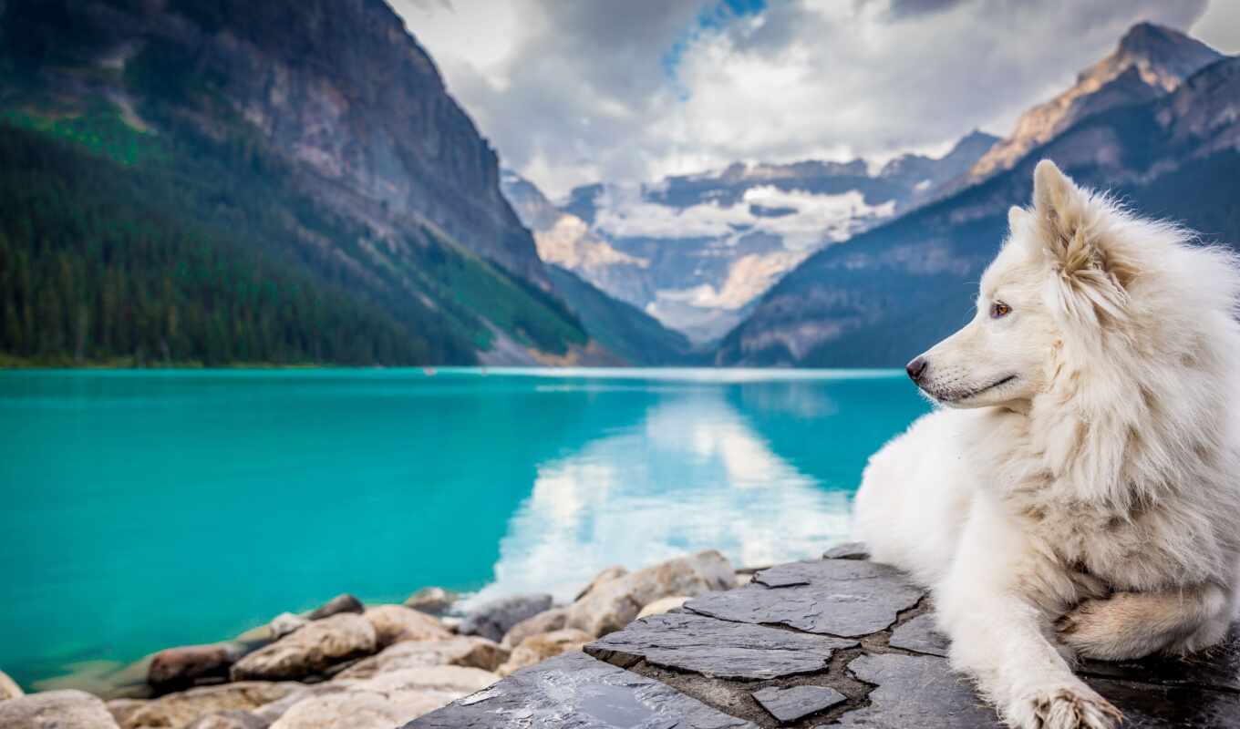 lake, white, background, mountain, rock, dog, louise, animal, jigsaw, sit, pet