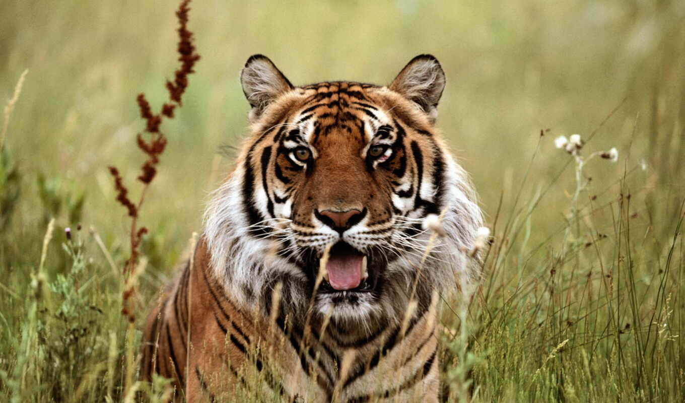 tiger, animal
