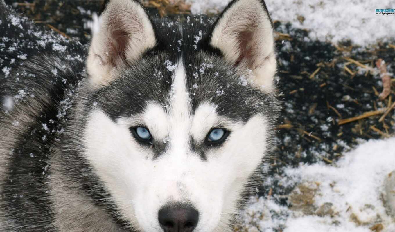 снег, собака, хаски, порода, alaskan, animal, siberian