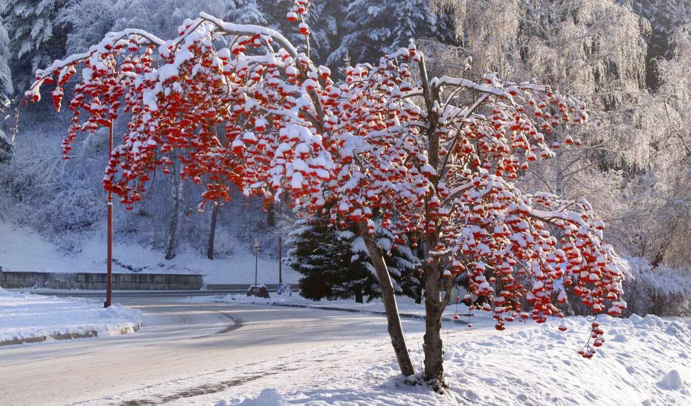 дерево, winter, алтай, зимой, белокуриха