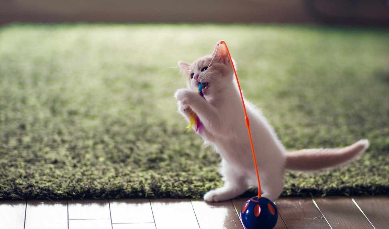 nature, threads, cat, kitty, sleeping, ball, wild, is playing, club
