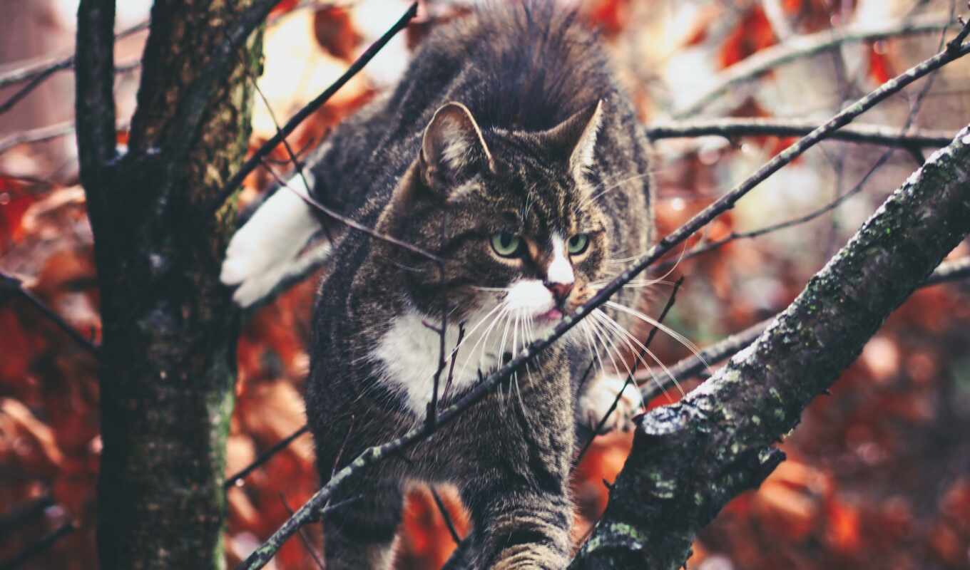 iphone, tree, cat, wild, branch, plant, preview, leaf, climb