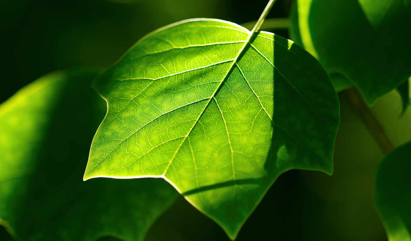 природа, лист, дерево, зелёный, branch, лепесток, растение, makryi