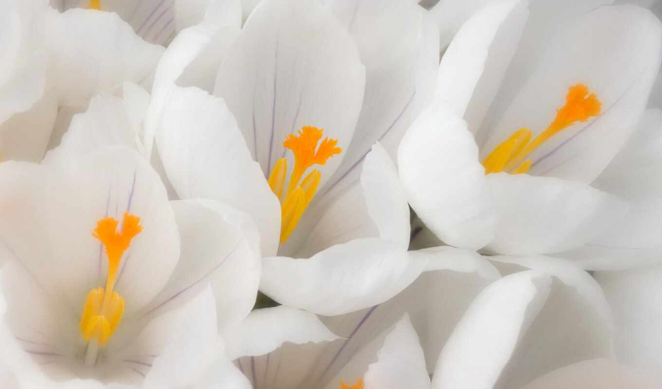 flowers, white, crocus, funart