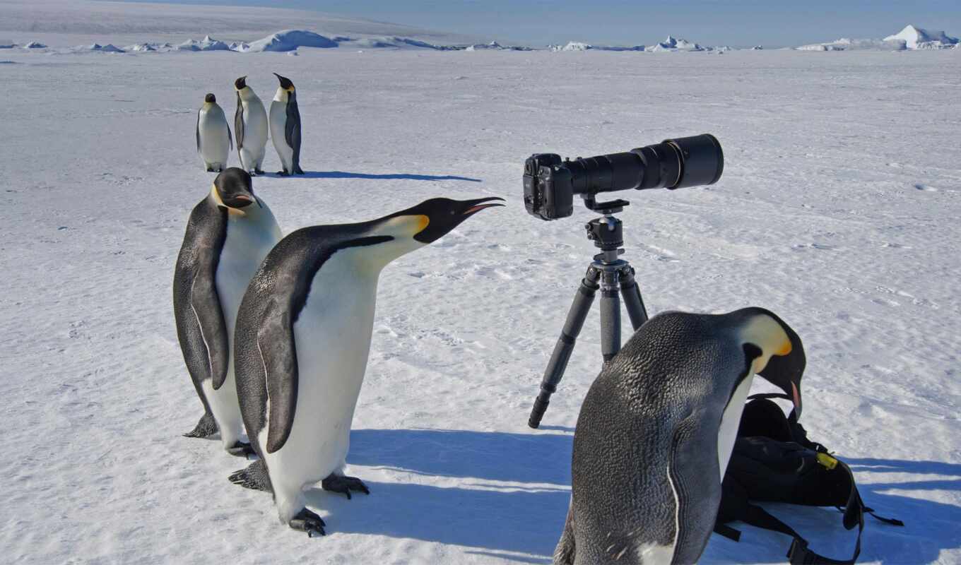 penguin, antarctica