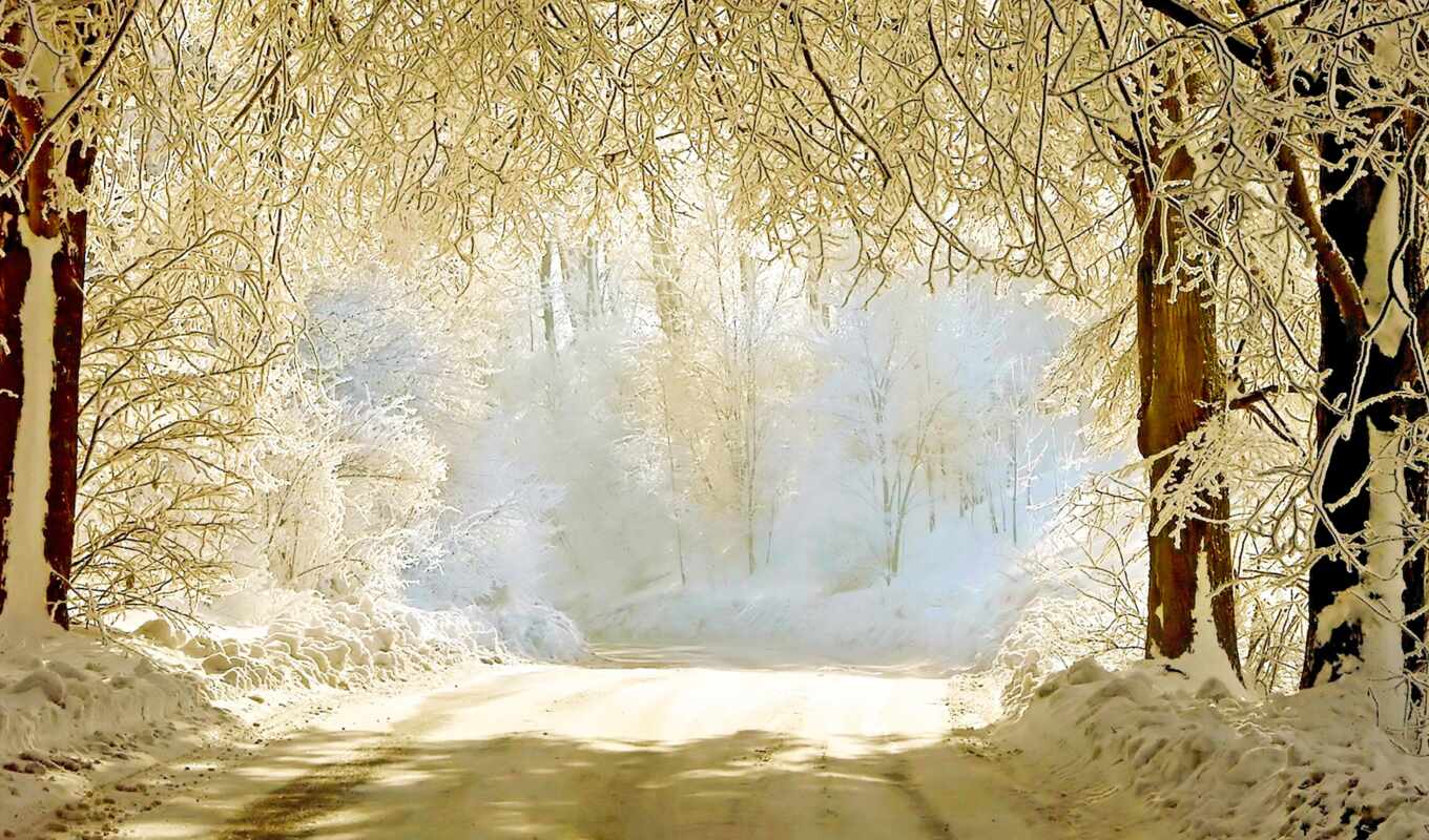 nature, sun, light, snow, winter, forest, road, trees, branches