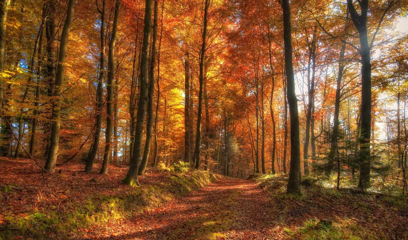 sheet, forest, autumn, path