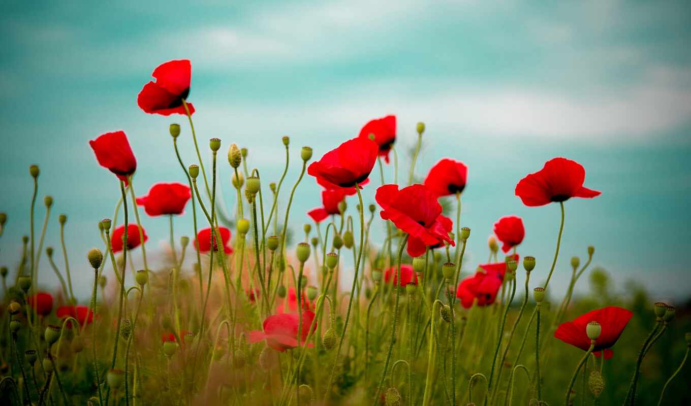 nature, flowers, red, field, poppy