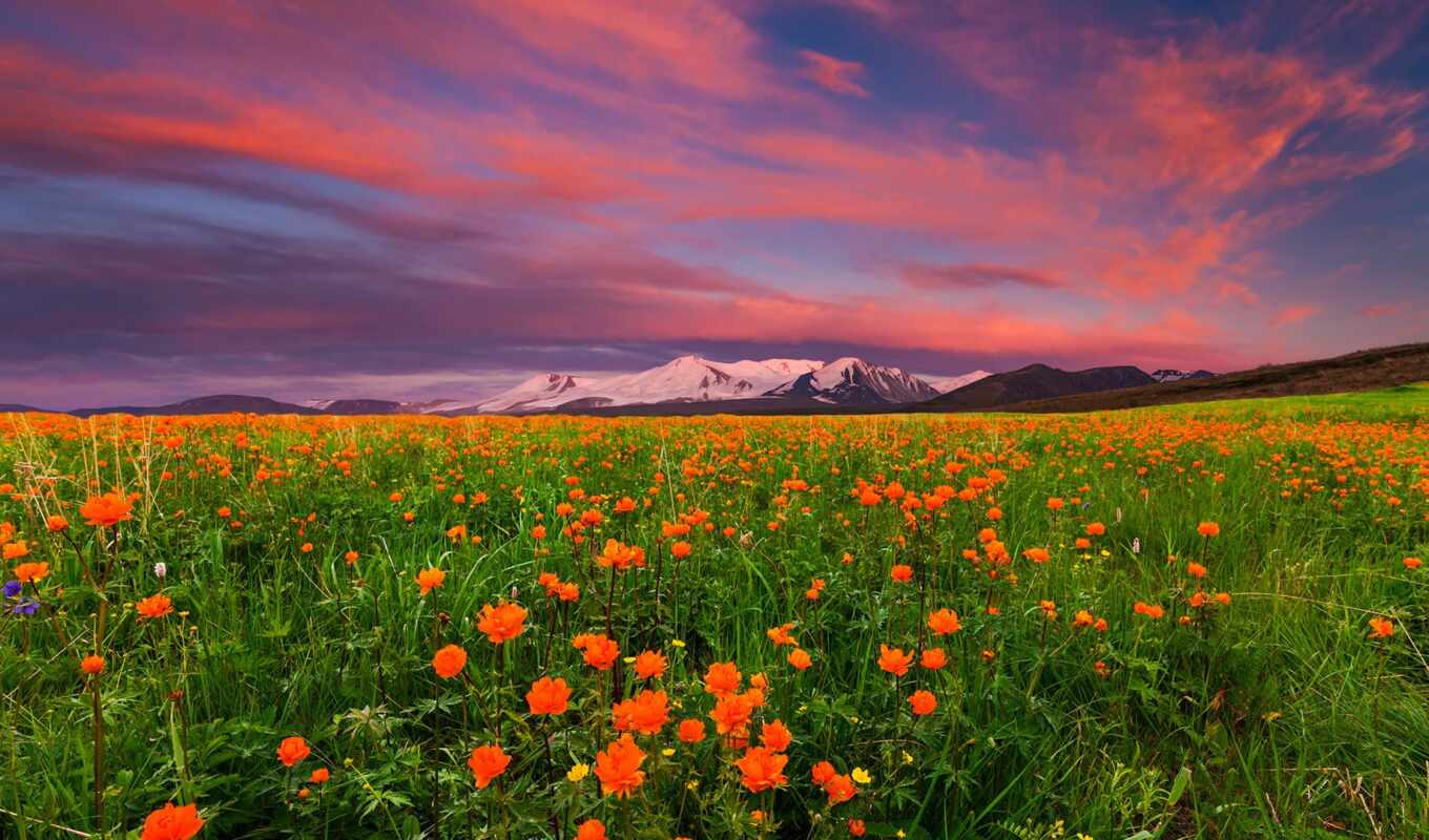 nature, sky, flowers, sunset, mountain, field, landscape, Russia, cloud, orange