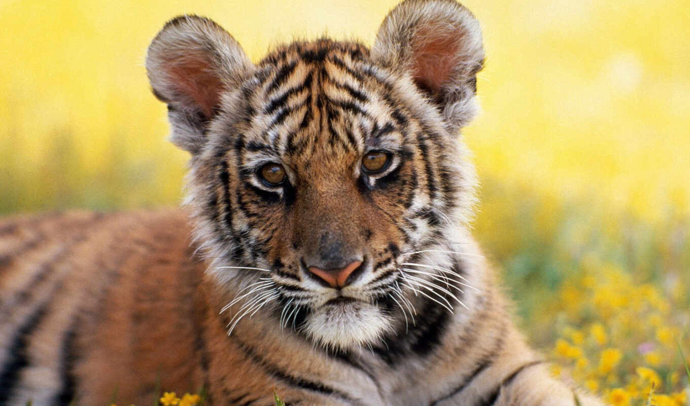 big, cute, позирует, животными, animals, тигр, cats, тигренок, тигры, ببر