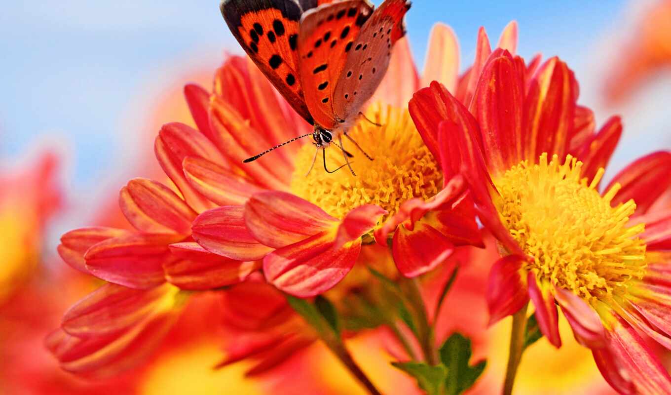 butterfly, flower, insects, colorful, red flower
