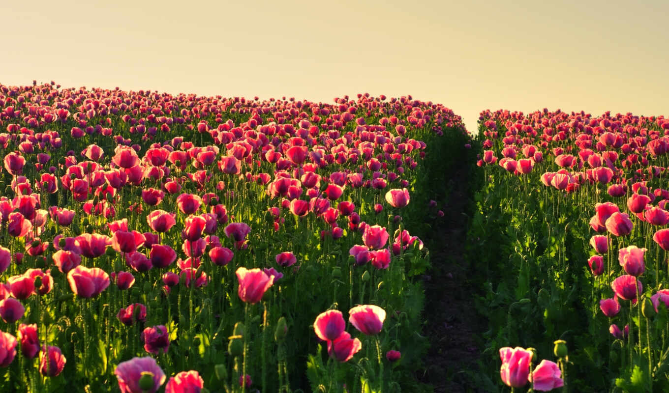 flowers, pictures, field, garden, pink, pin, tulips, poppies