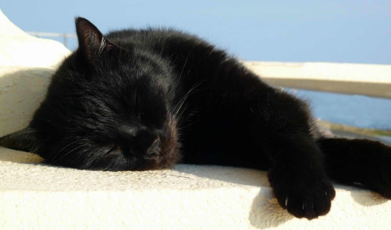 black, кот, большие, мне, снится, чему, сонник, микс