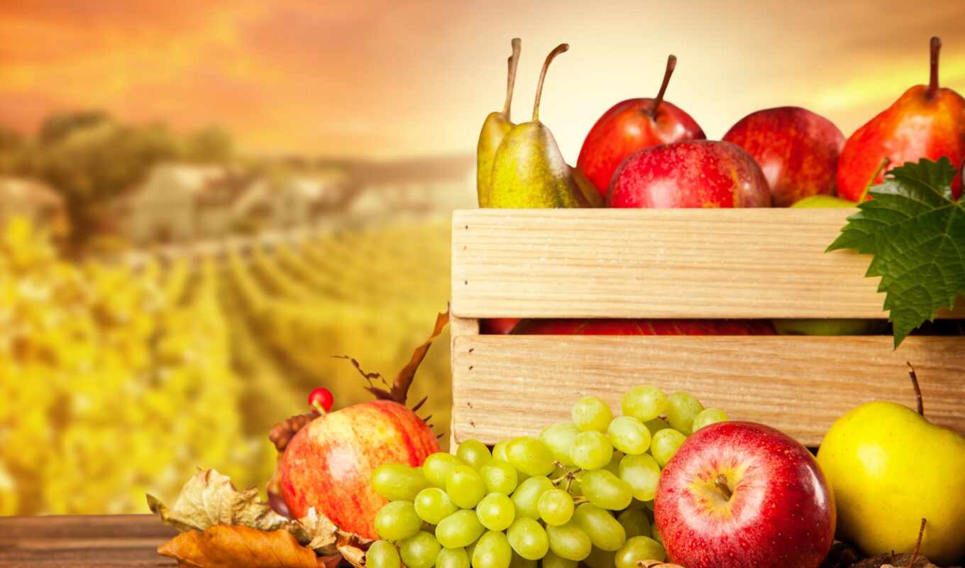 meal, world, day, October's, apples, harvest, fruits, food