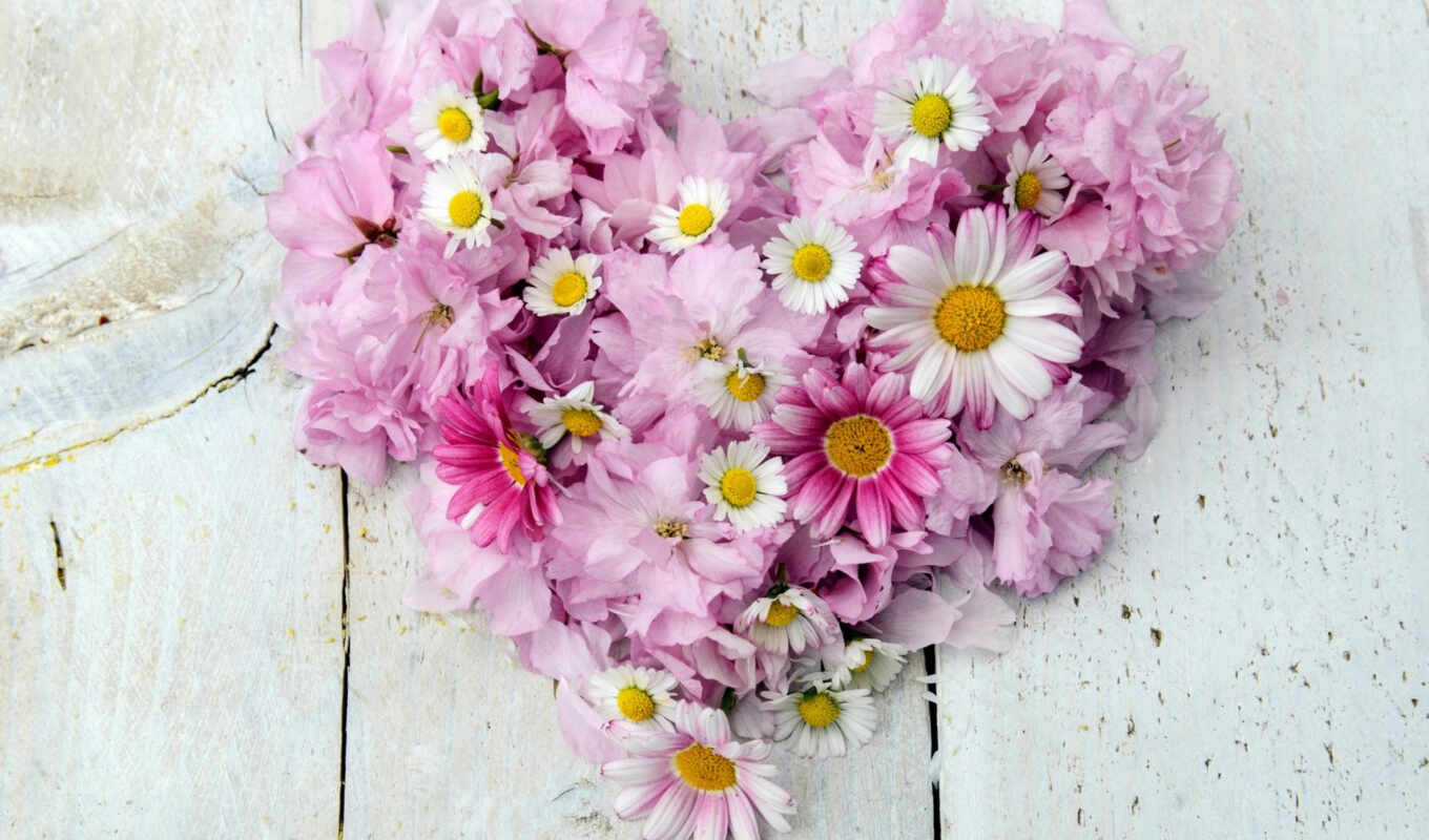 цветы, white, сердце, розовый, красивый, chrysanthemum, ромашка, выложить