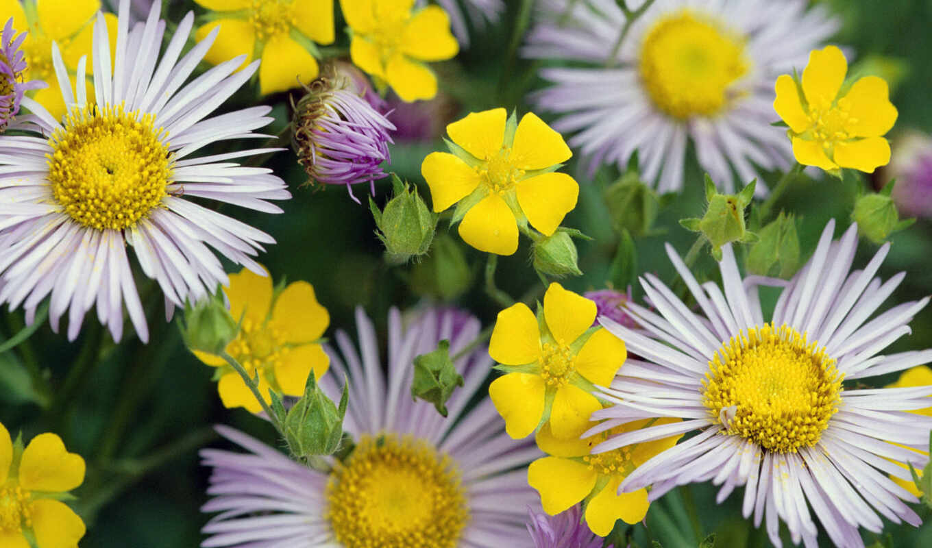 flowers