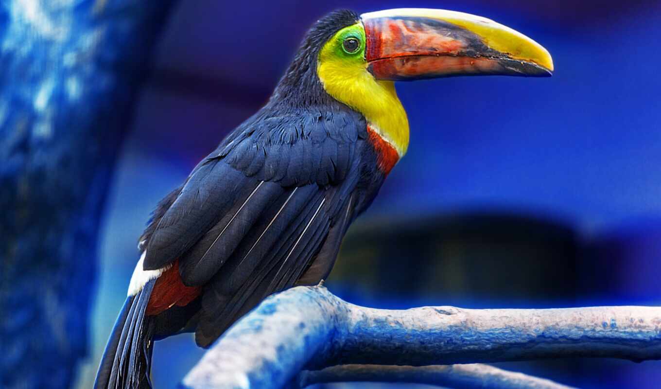 big, bird, toucan, beak, tukat