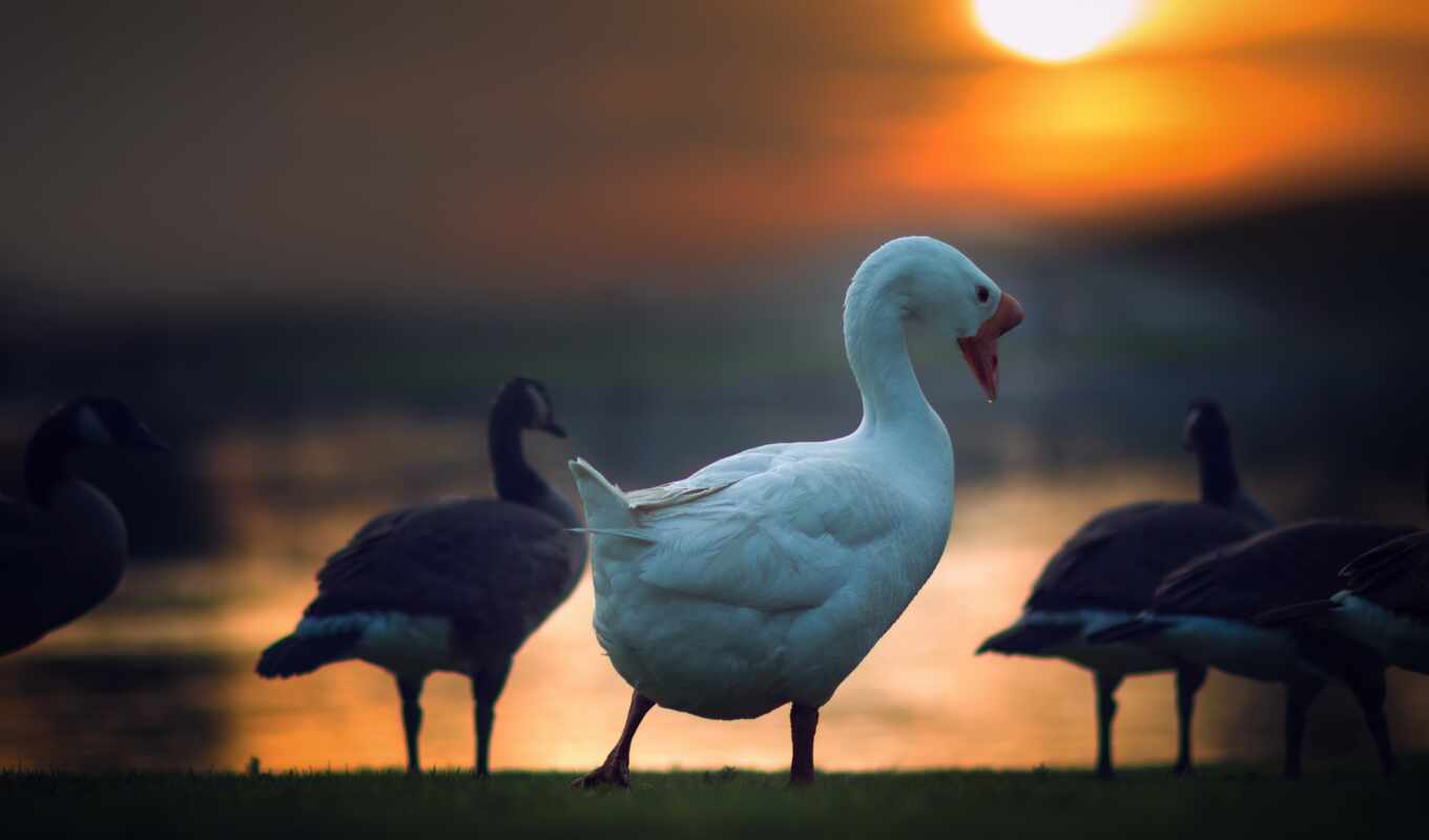 закат, птица, важный, goose