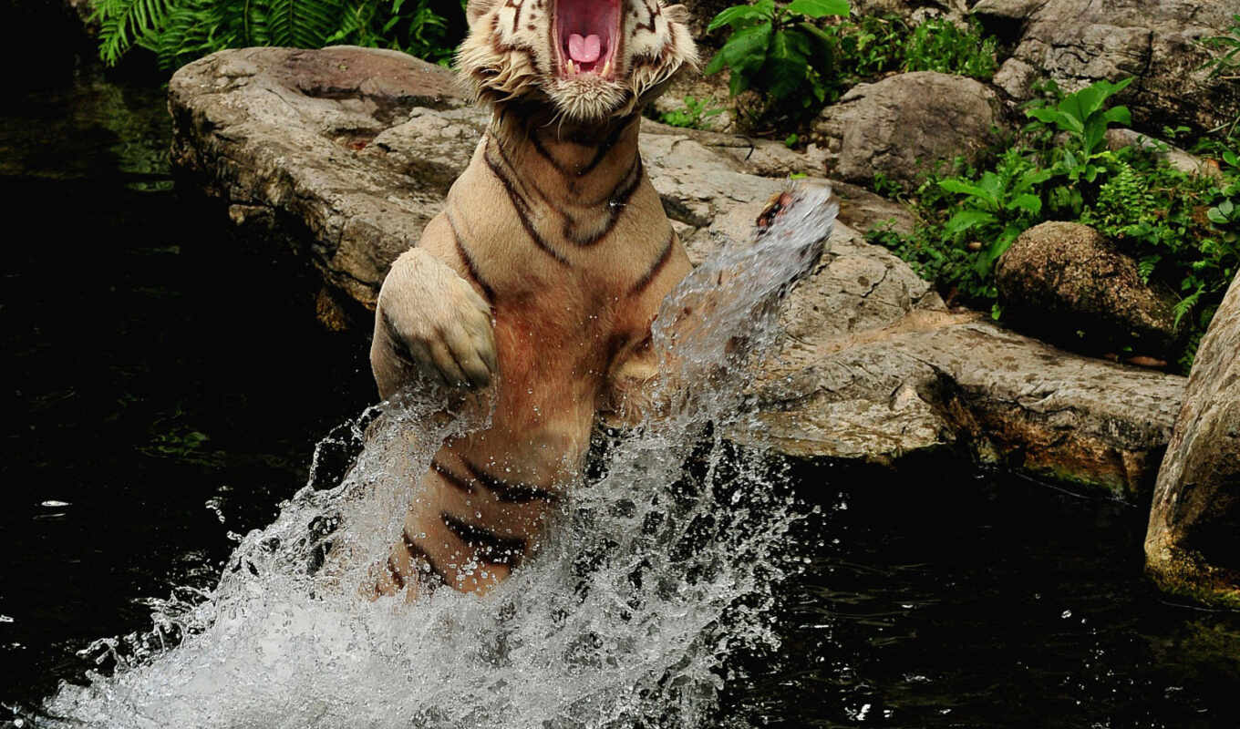 water, rock, cat, jump, tiger, animal