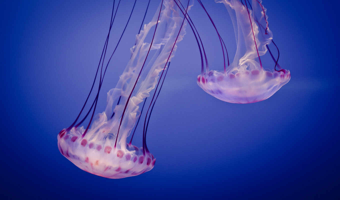 picture, picture, view, jellyfish, jellyfish, beautifully, aquarium, jelly, large