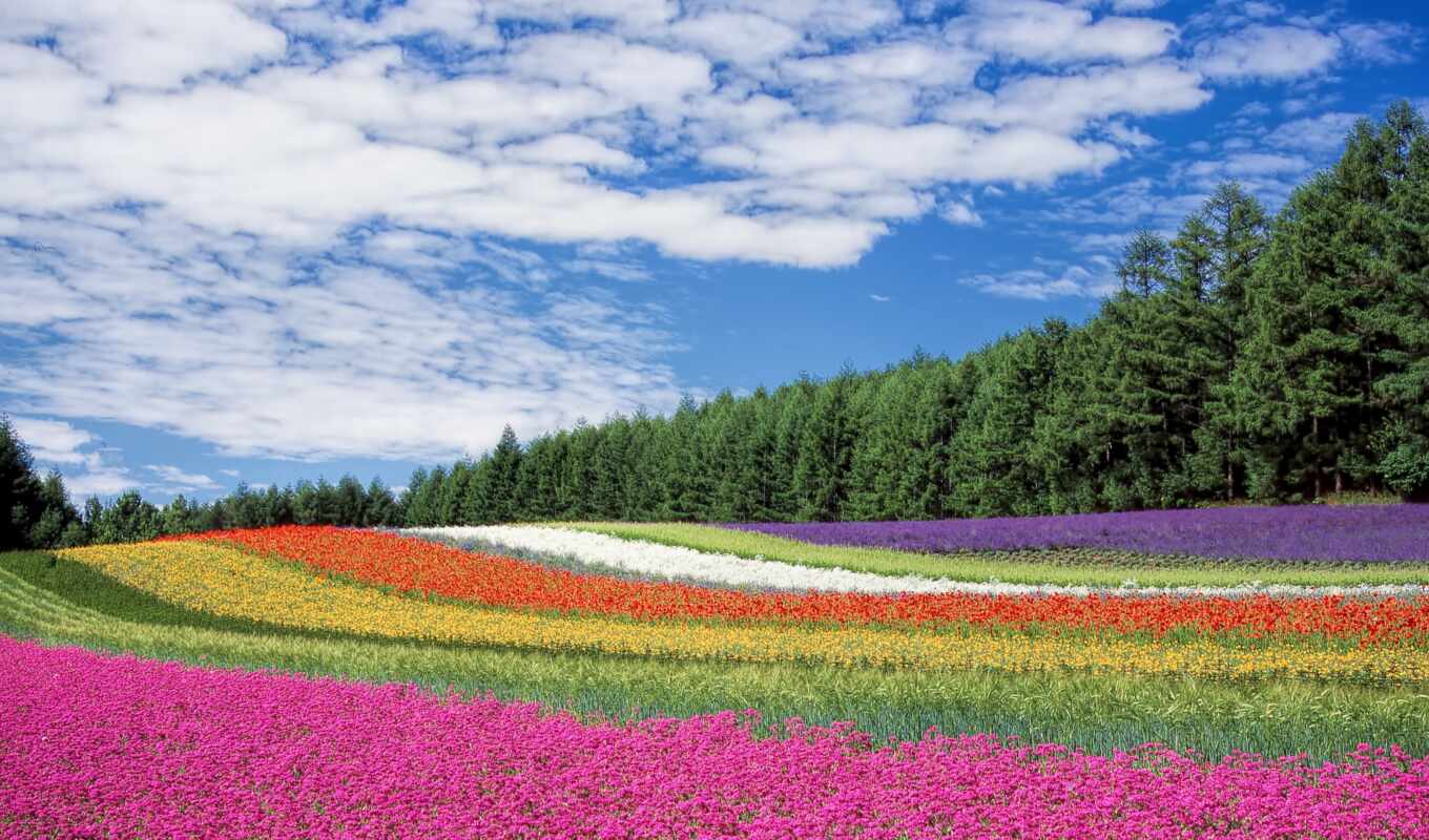 field, festival, hokkaido, landscape, pole, Japan, the most, flower, flora, uchastok