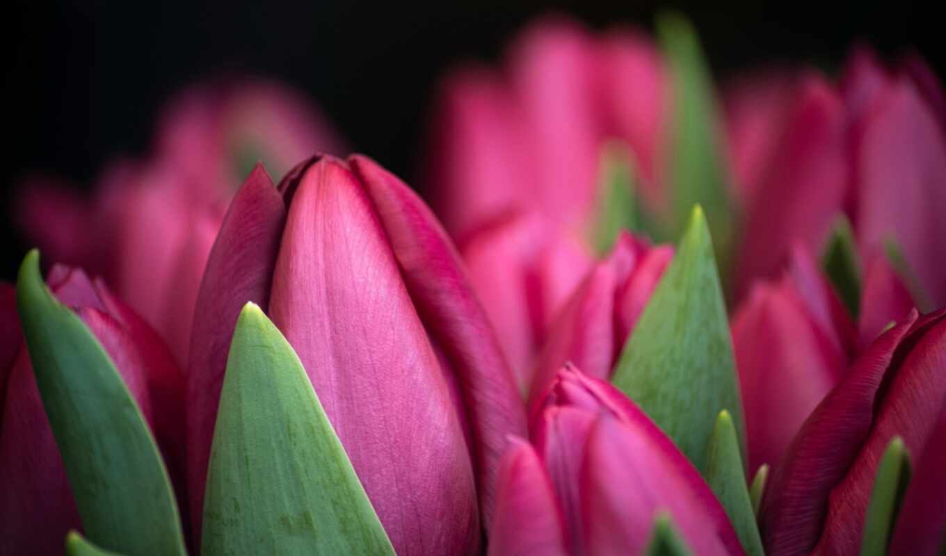 photo, flowers, colors, purple, quality, pink, spring, take, hoa, tulip, wallpapermaniac