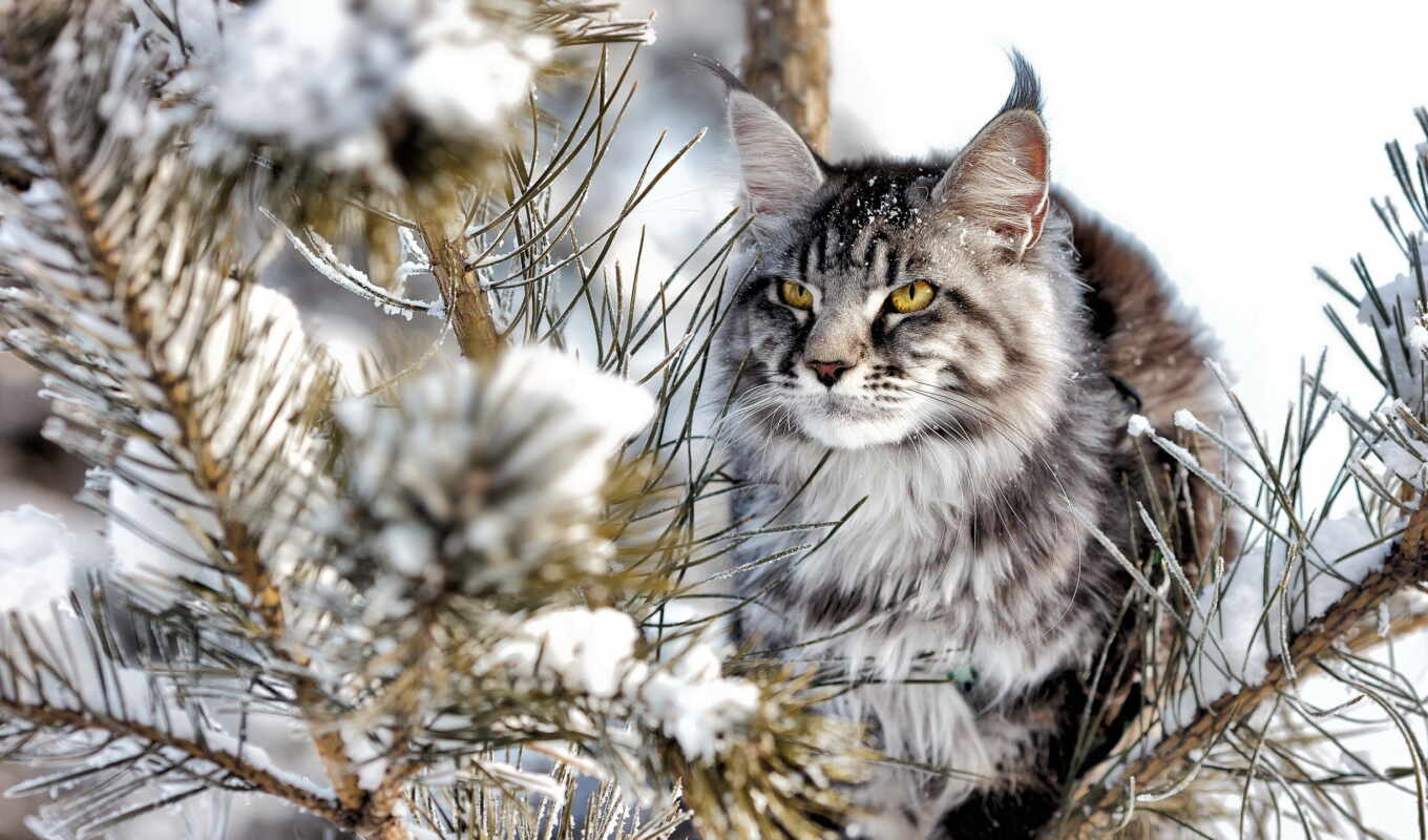 nature, snow, cat, animal, my, only, nature