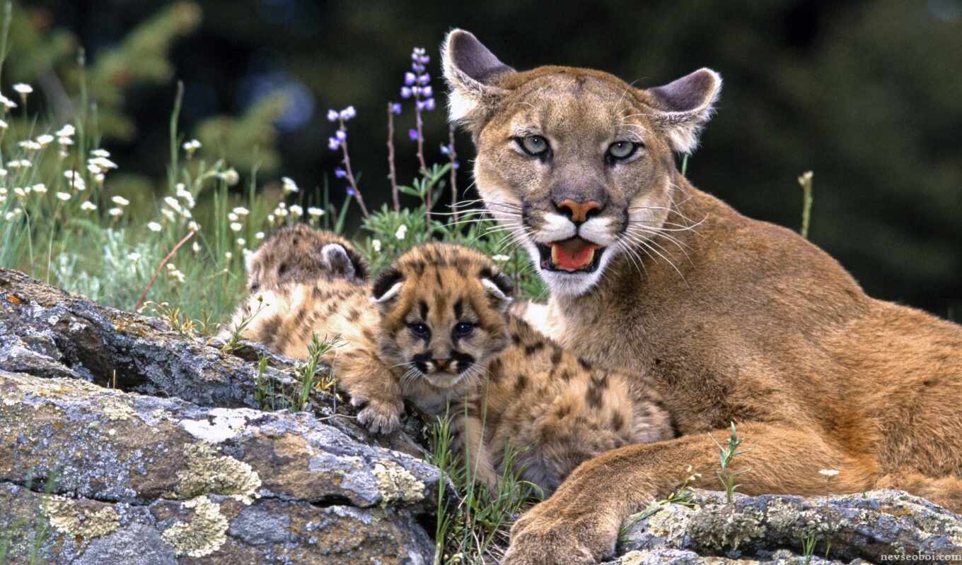 lion, mountain, cats, animal, cats, family, puma, zhivotnye, cougar