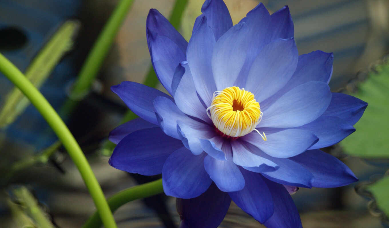 flowers, free, lotus, beautiful, flor, loto, permission, shirokoformatnyi