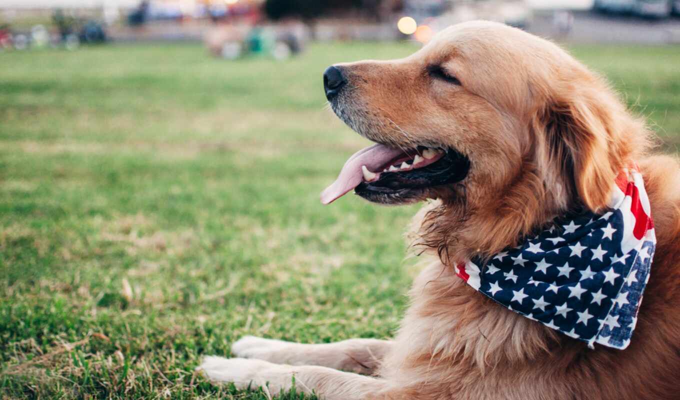 summer, friendly, dog, May, day, national, pet, arizona, veteran, memorial