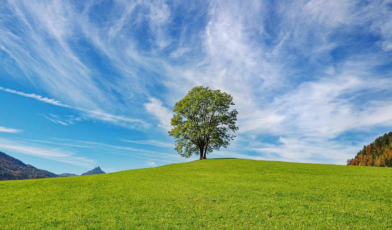 tree, human, middle, grassland
