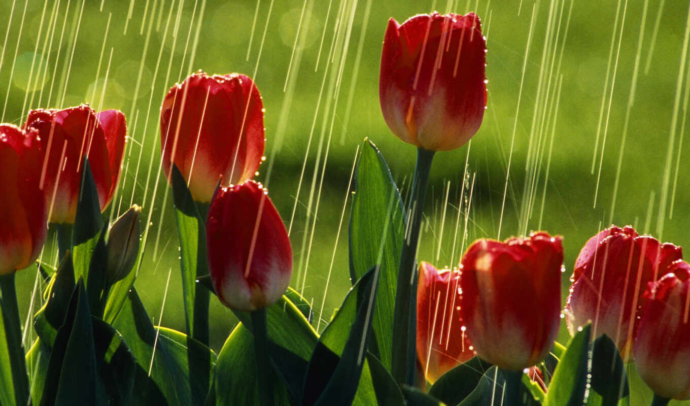 flowers, summer, rain, red, green, tulip