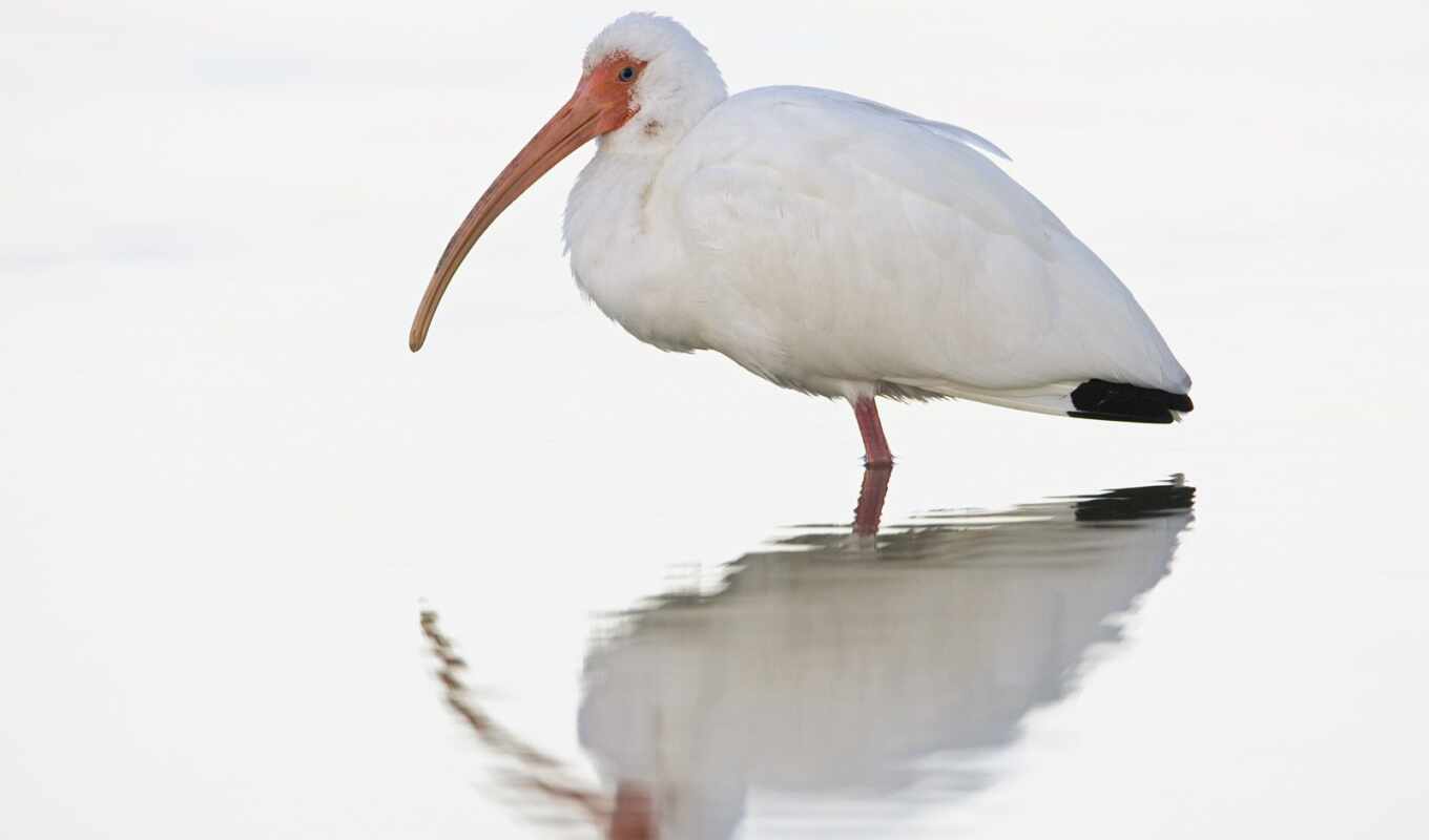 птица, миа, крыло, ibis, Макферсон