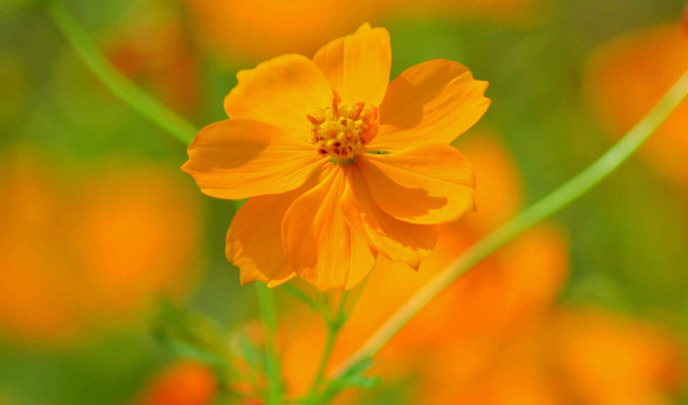 flowers, orange
