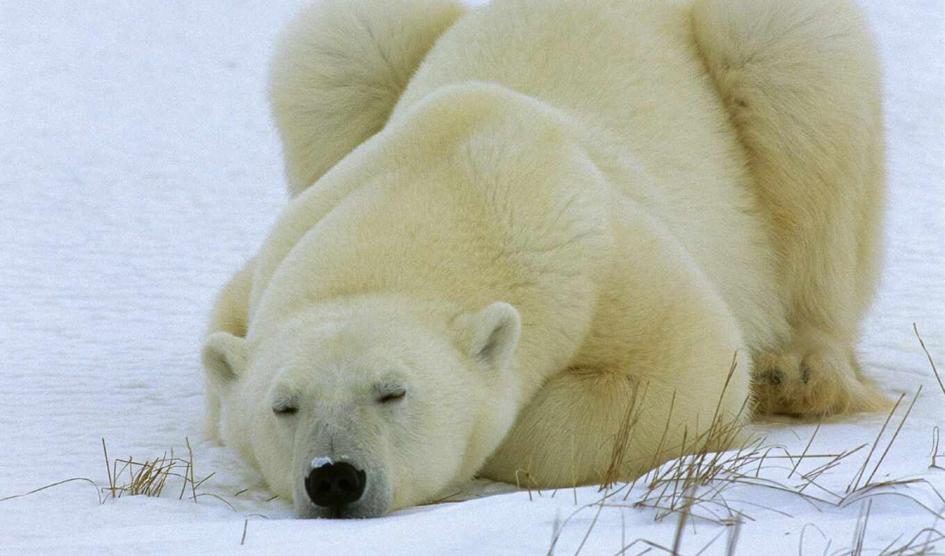 sleeping, bears, day, white, bear