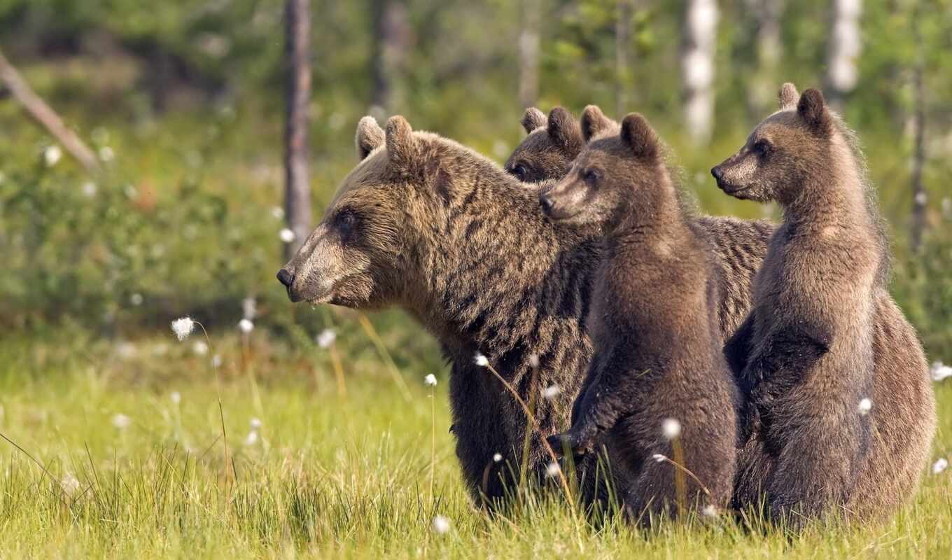 медведь, медведи, медвежата