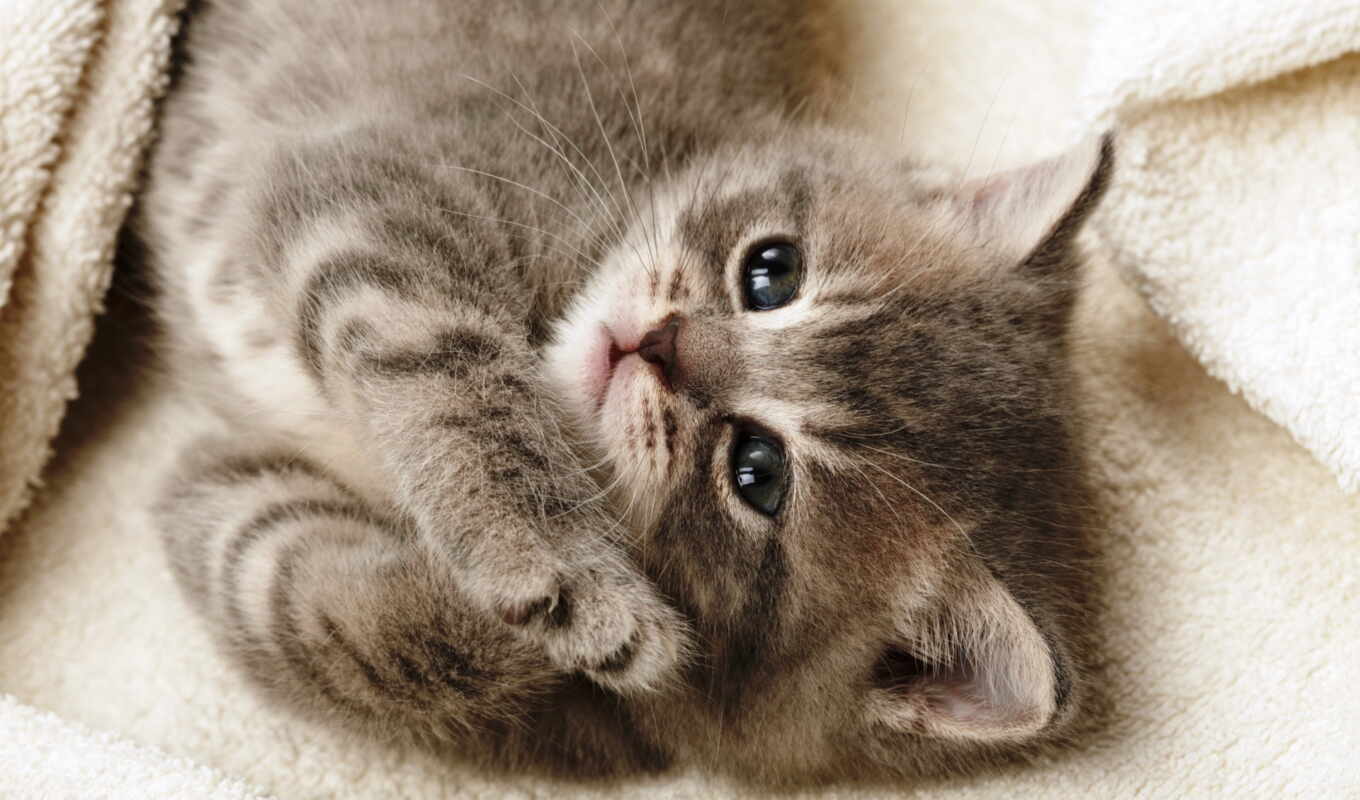 одеяло, серый, кот, лежит, смотрит, кошки, котенок, лапки