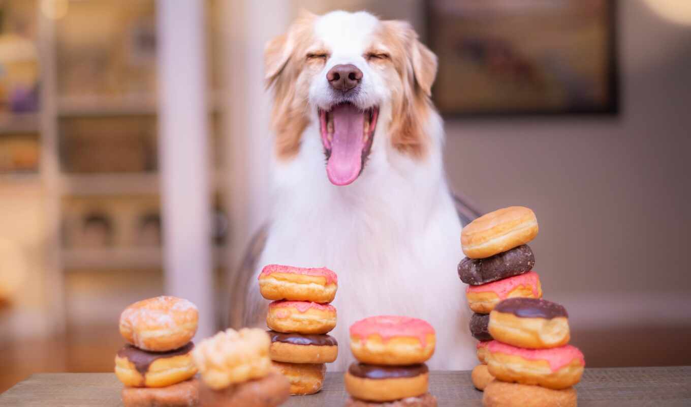 еда, собака, fond, щенок, animal, друг, happy, bunch, retina, donut