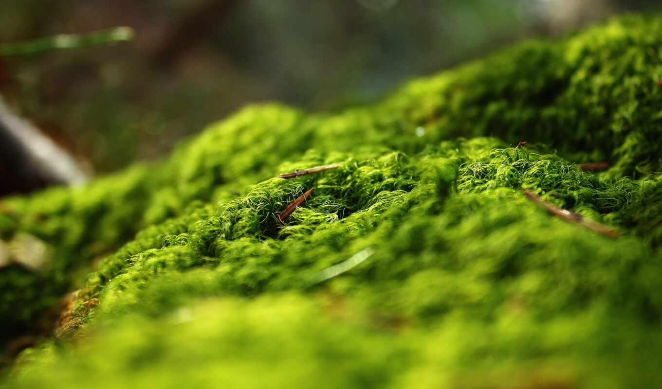 nature, background, grass, forest, increase, spring, moss, detail, greenery, fore, makryi