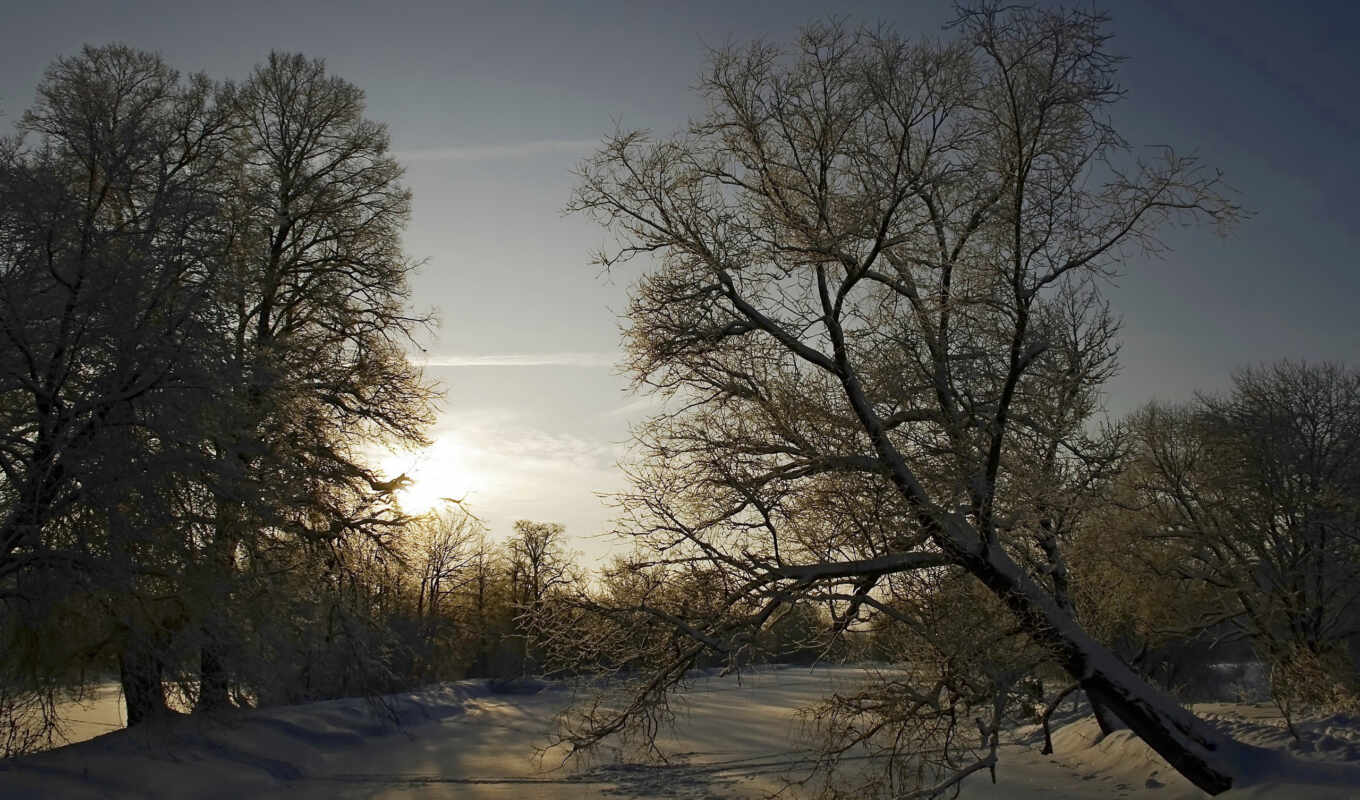 краска, буря, дерево, снег, winter, scene