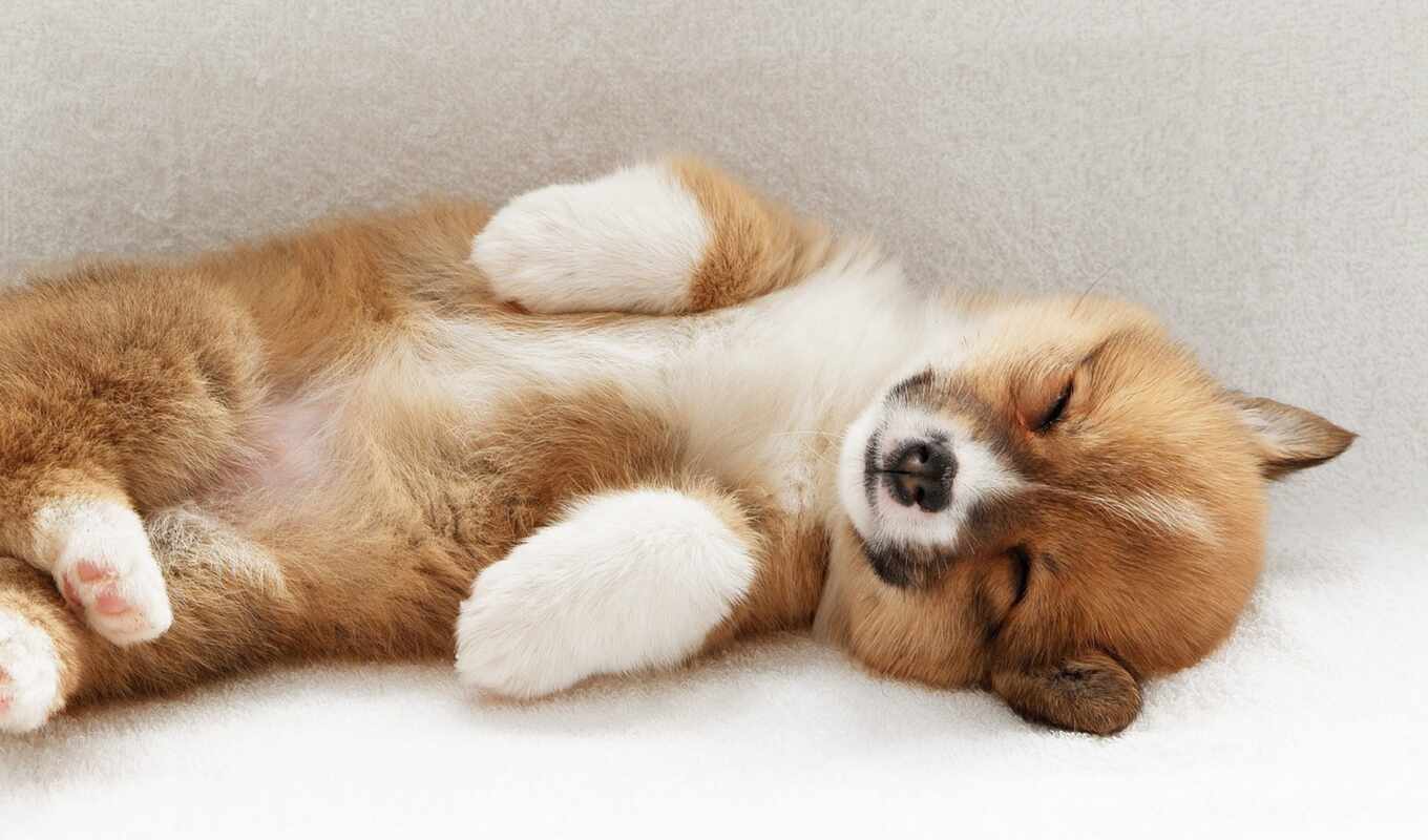 puppy, sleep, spa, pet, corgi